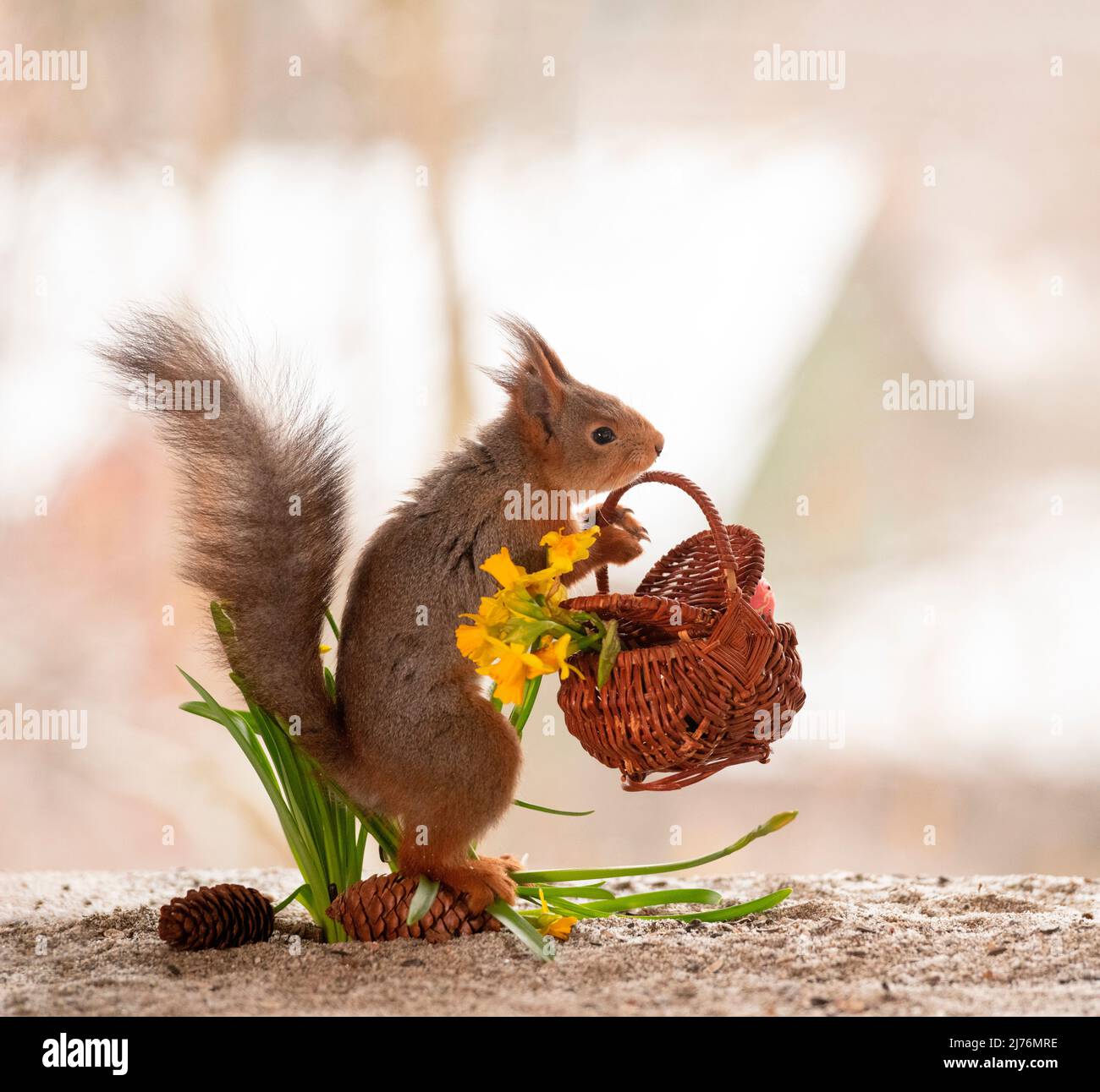 Red squirrels with narcissus flowers and basket hires stock