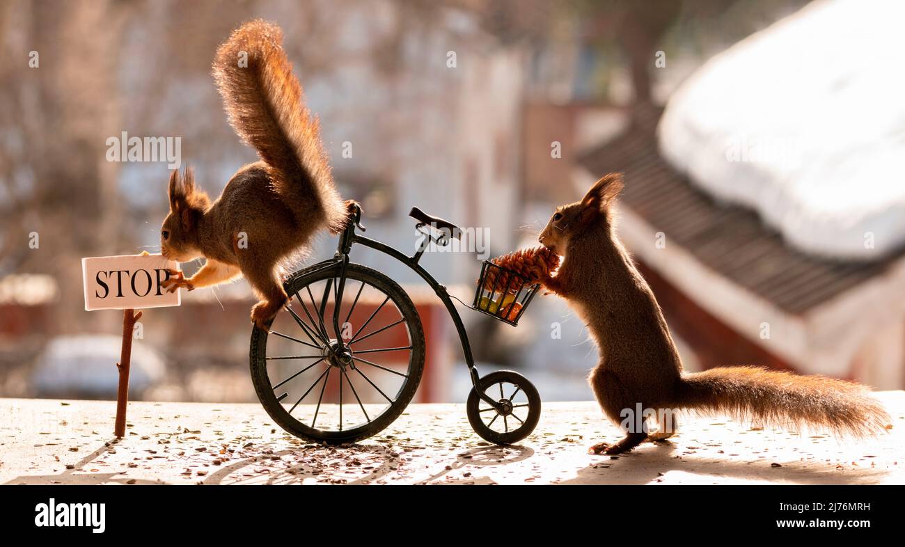 Squirrel on a penny-farthing, sign stop Stock Photo
