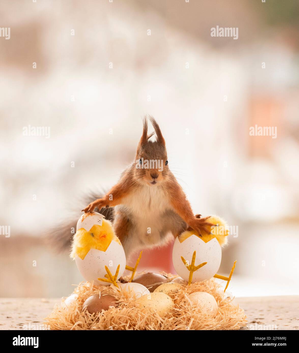 red squirrel with chick and egg s Stock Photo Alamy