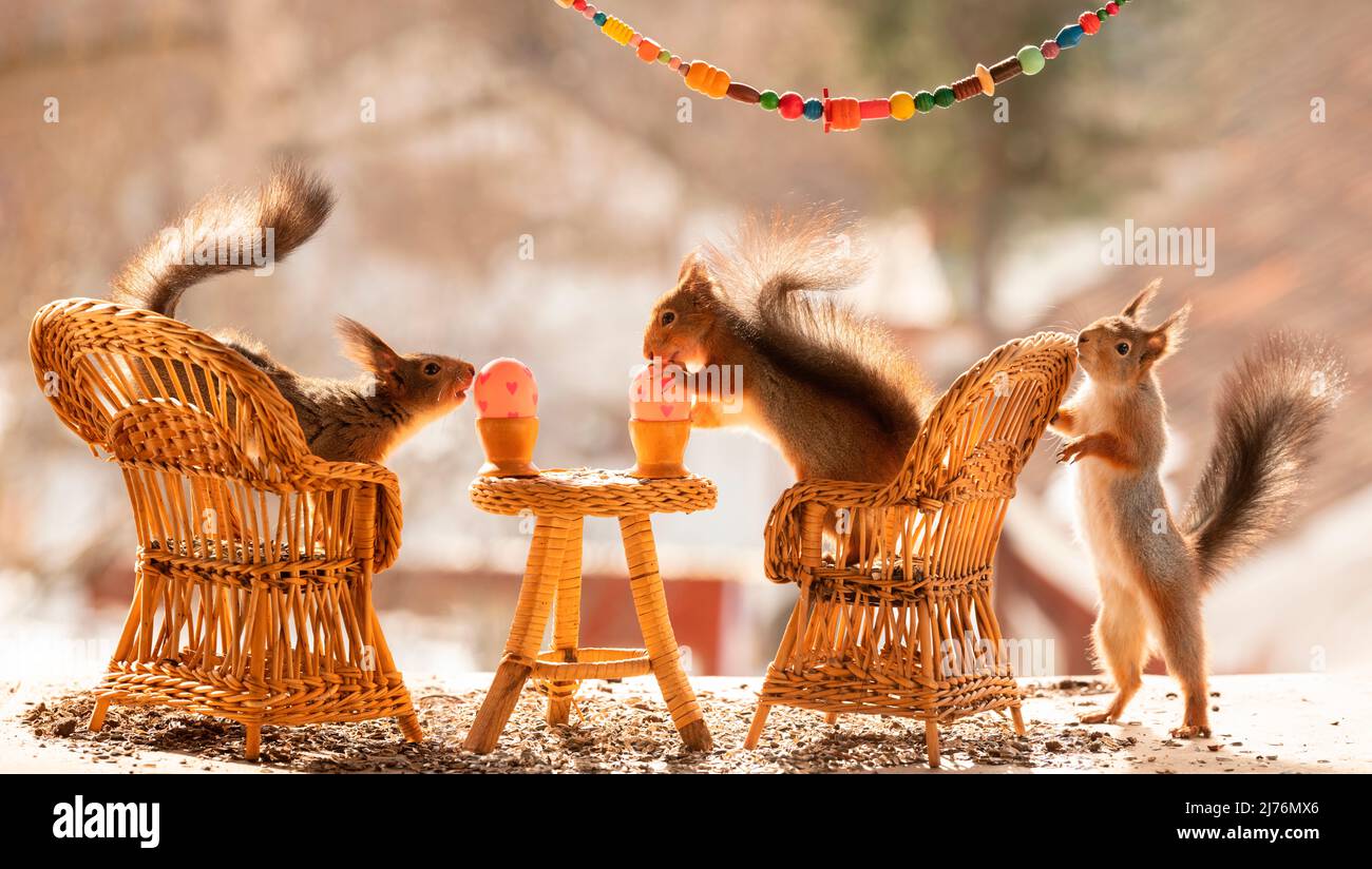 Red squirrels on chairs and table with a egg hires stock photography