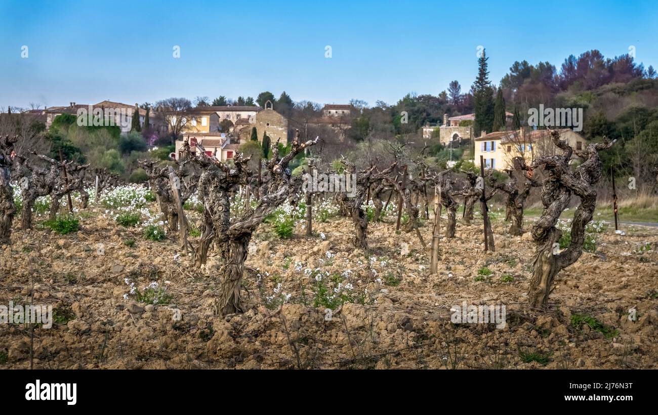 Vineyard near Paguignan in winter. Stock Photo