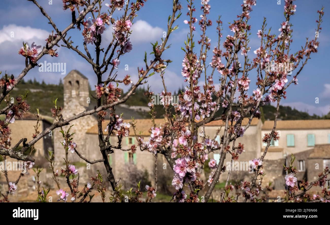 Almond blossoms in front of Minerve. The village was the last refuge of the Cathars in the XIII century. Plus beaux villages de France. Stock Photo