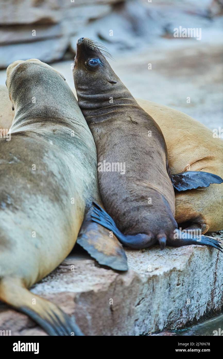 California sea lion (Zalophus californianus), juvenile, shore, lying down Stock Photo