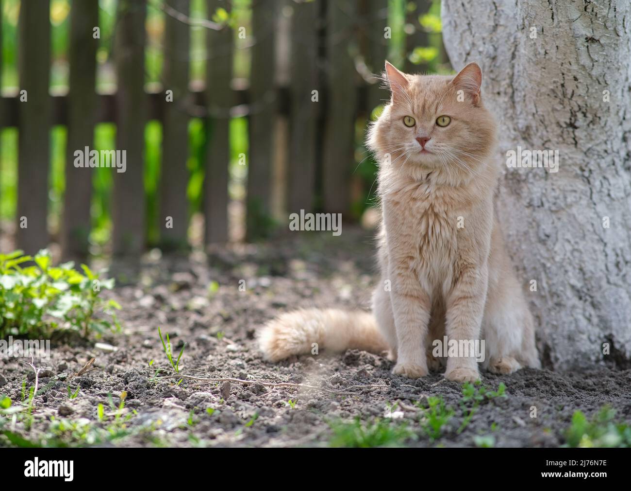 A light red cat sits near a stovbur and looks at the birds. Stock Photo
