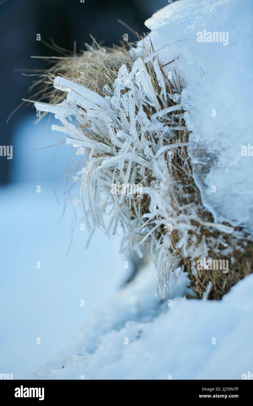 Ice crystals on plant remains, Bavaria, Germany Stock Photo