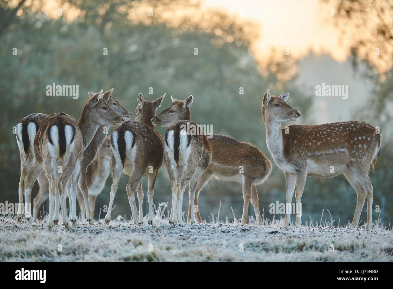 Fallow deer (Dama dama), clearing, meadow, standing, Stock Photo