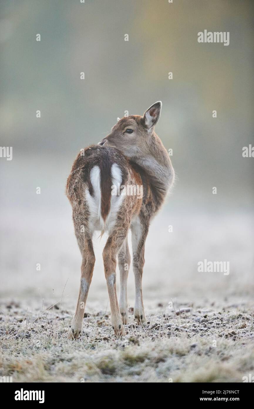 Fallow deer (Dama dama), clearing, meadow, standing Stock Photo