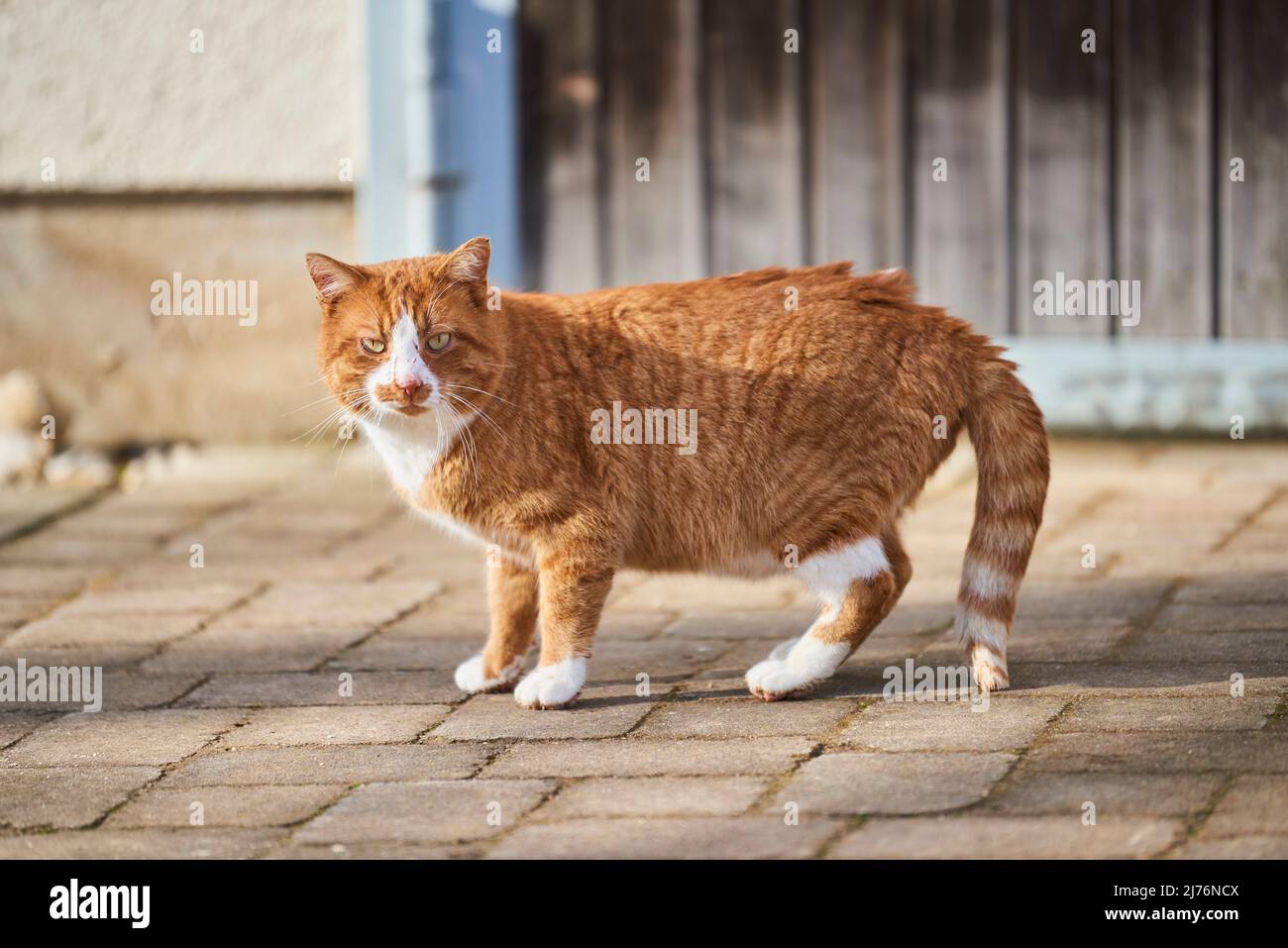 domestic cat (Felis catus), street, Stock Photo