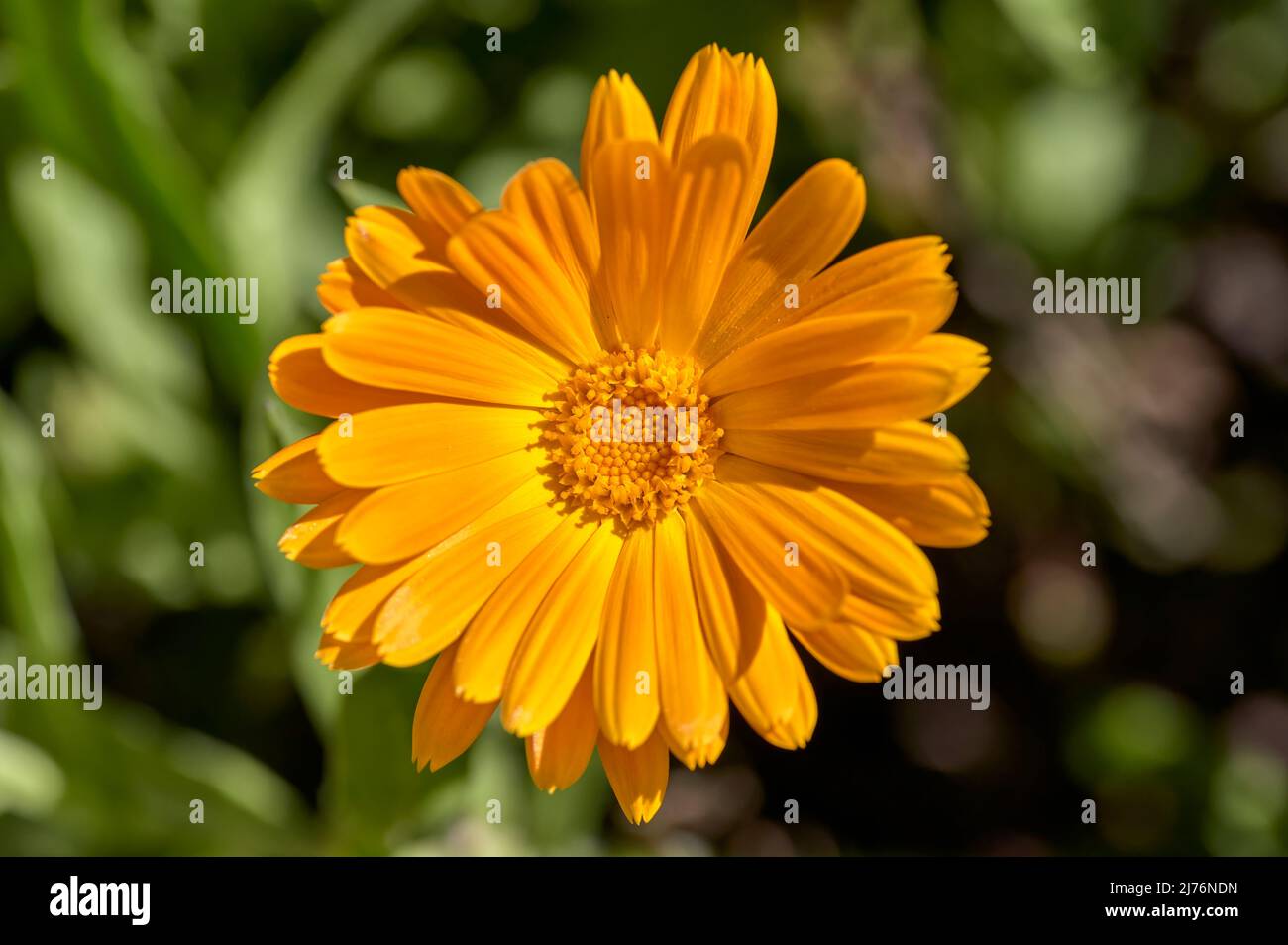 Close up of an orange flower of Calendula (Calendula officinalis
