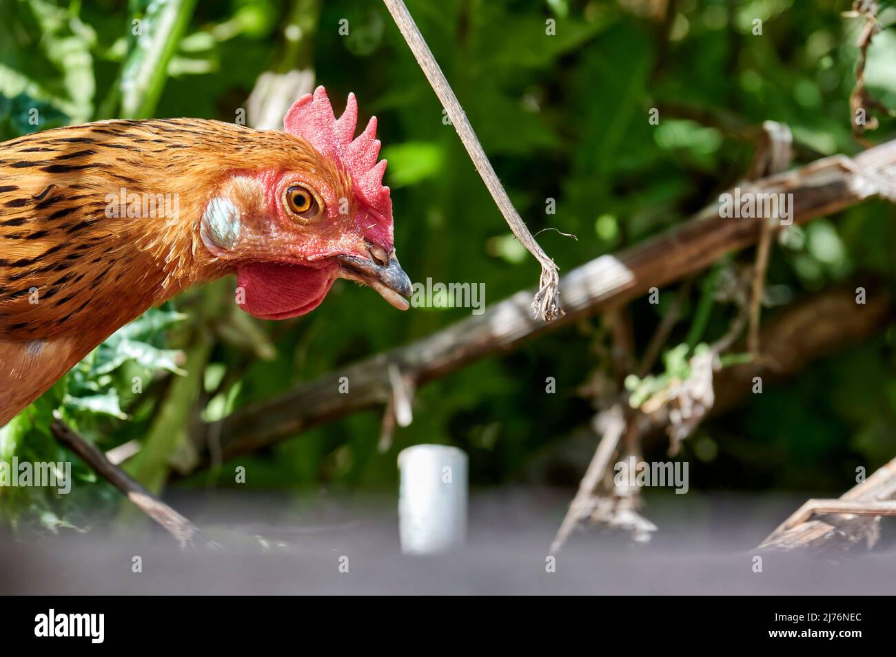 Close up of the head of a hen with orange and black fur and a nice red comb Stock Photo
