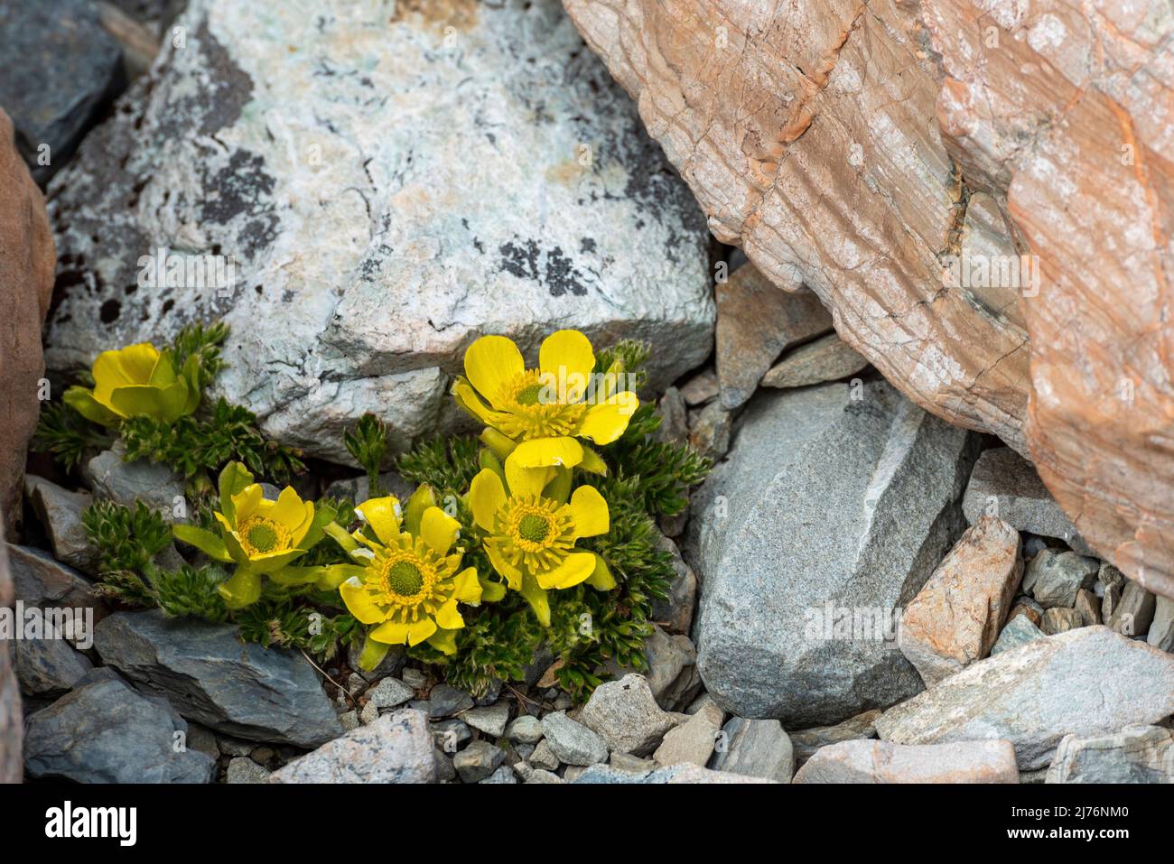 Alpine buttercup flowers in Aoraki National Park, South Island of New Zealand Stock Photo