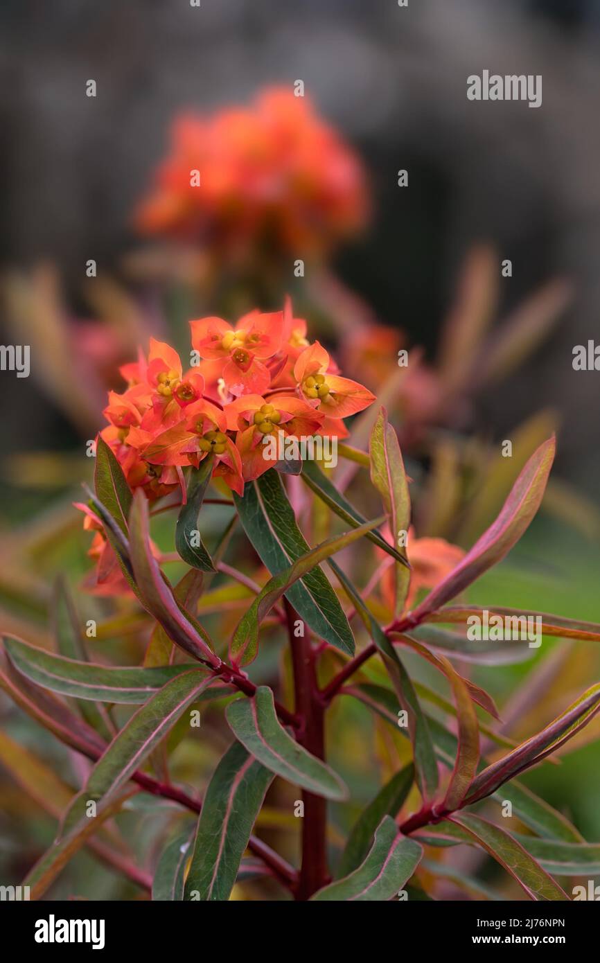 Closeup of flowers of Euphorbia griffithii 'Fireglow' in a garden in Spring Stock Photo