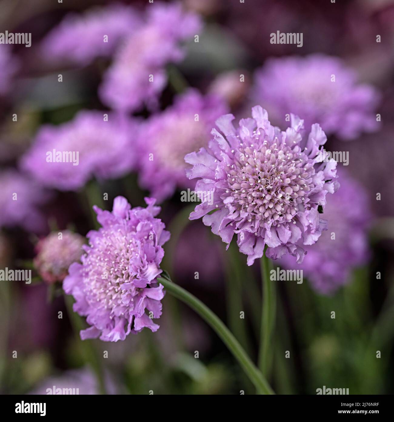 Closeup of flowers of Scabiosa 'Pink Mist' in a garden in Spring Stock Photo