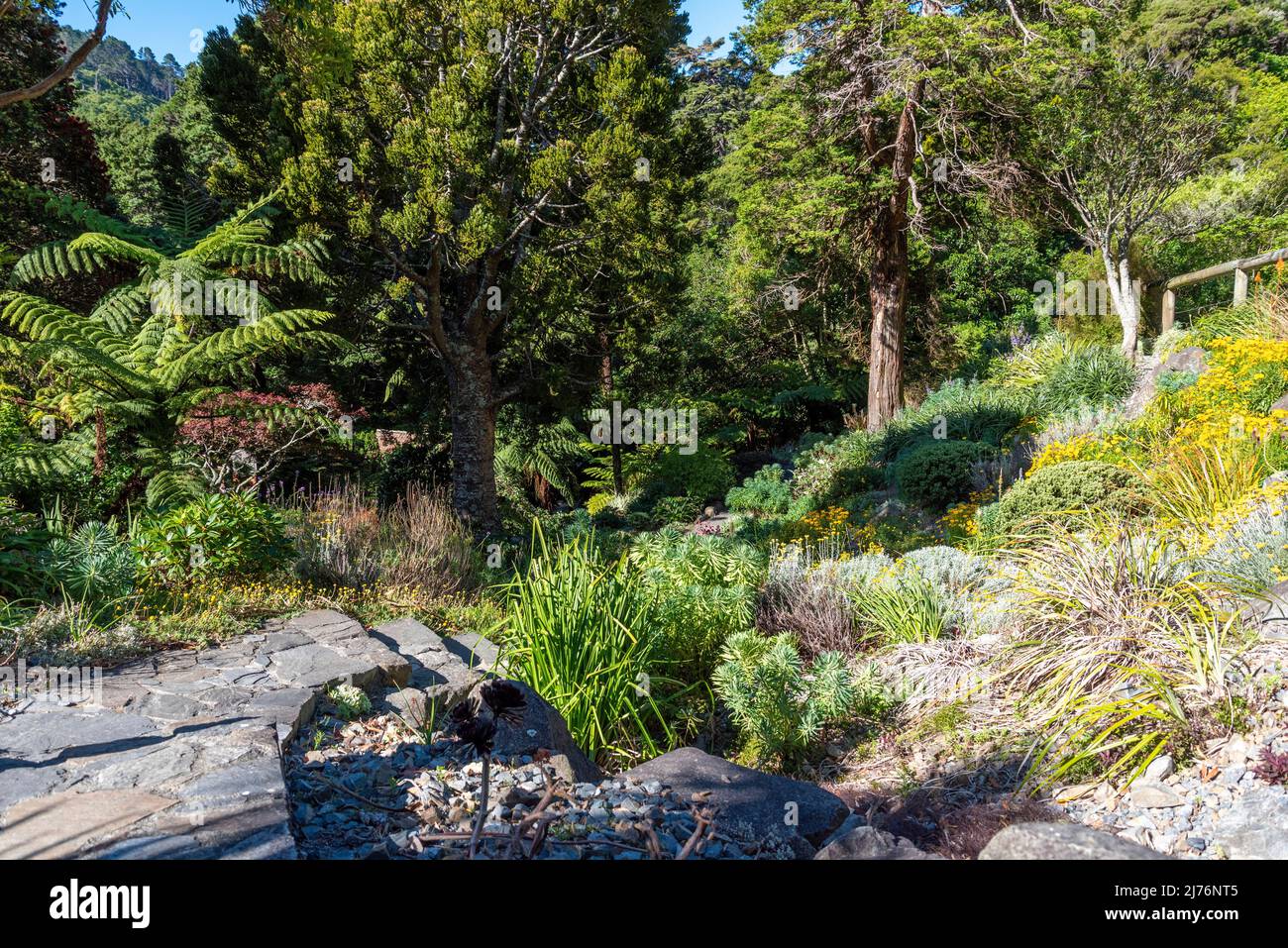 Beautiful flower at the botanic garden of Wellington, New Zealand Stock