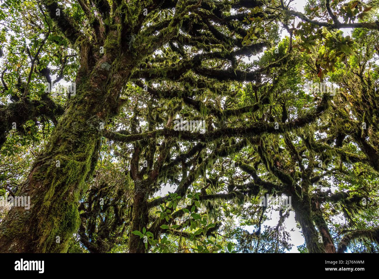 Rainforest near Mt. Taranaki in Egmont National Park, North Island of New Zealand Stock Photo