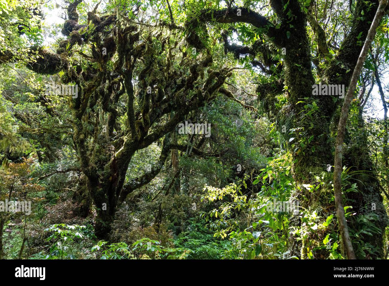 Rainforest near Mt. Taranaki in Egmont National Park, North Island of New Zealand Stock Photo