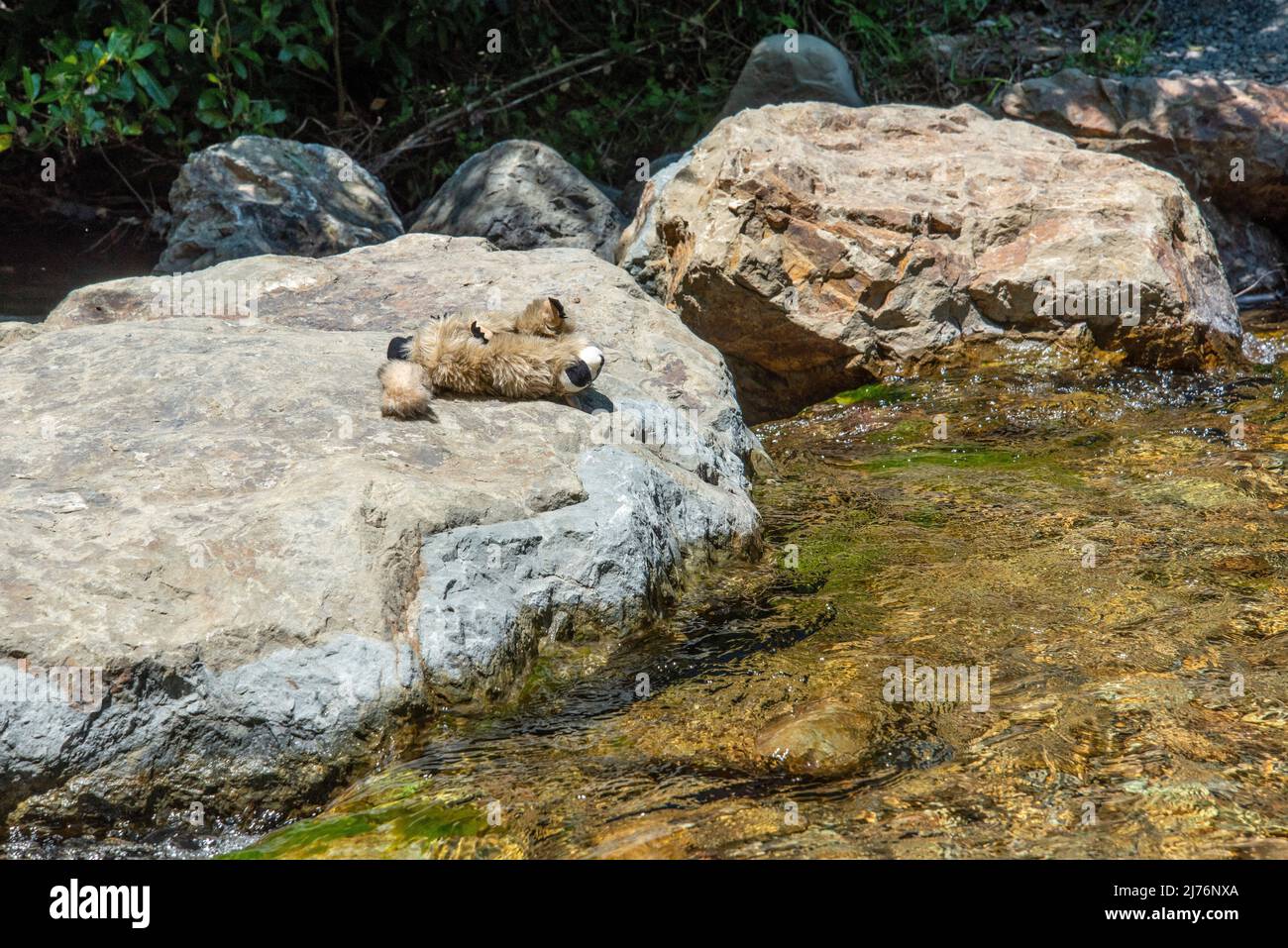 Stuffed animal having a sunbath on a stone near a river, Picton in New Zealand Stock Photo