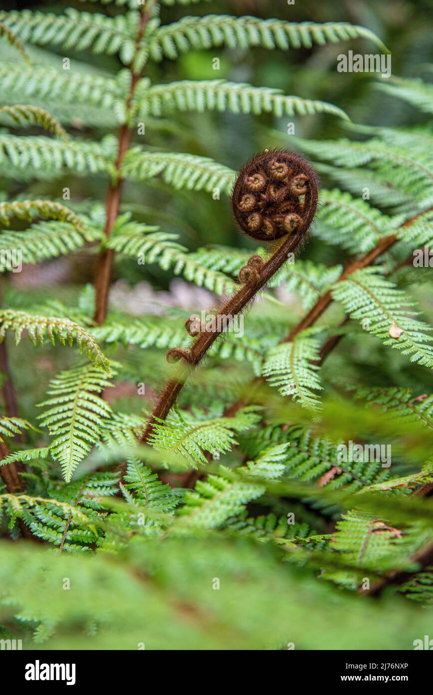 A new leaf growing on a fern, New Zealands emblem Stock Photo