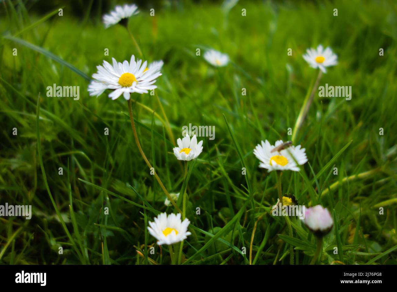 white and yellow Ox-eye daisy (Leucanthemum vulgare) flowers isolated on a natural green background Stock Photo