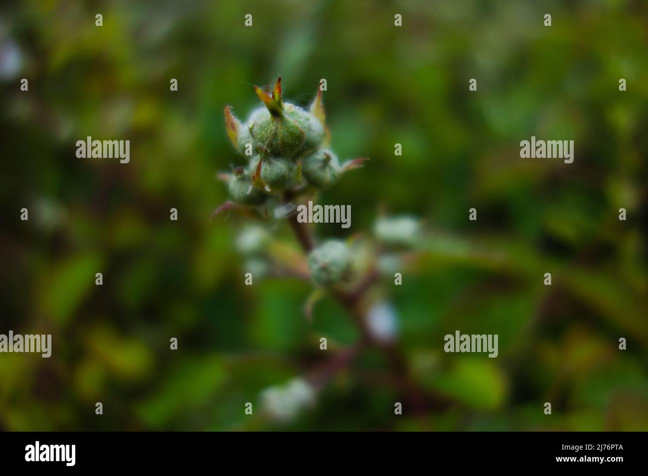 wild bramble flower buds on a natural dark green background Stock Photo ...