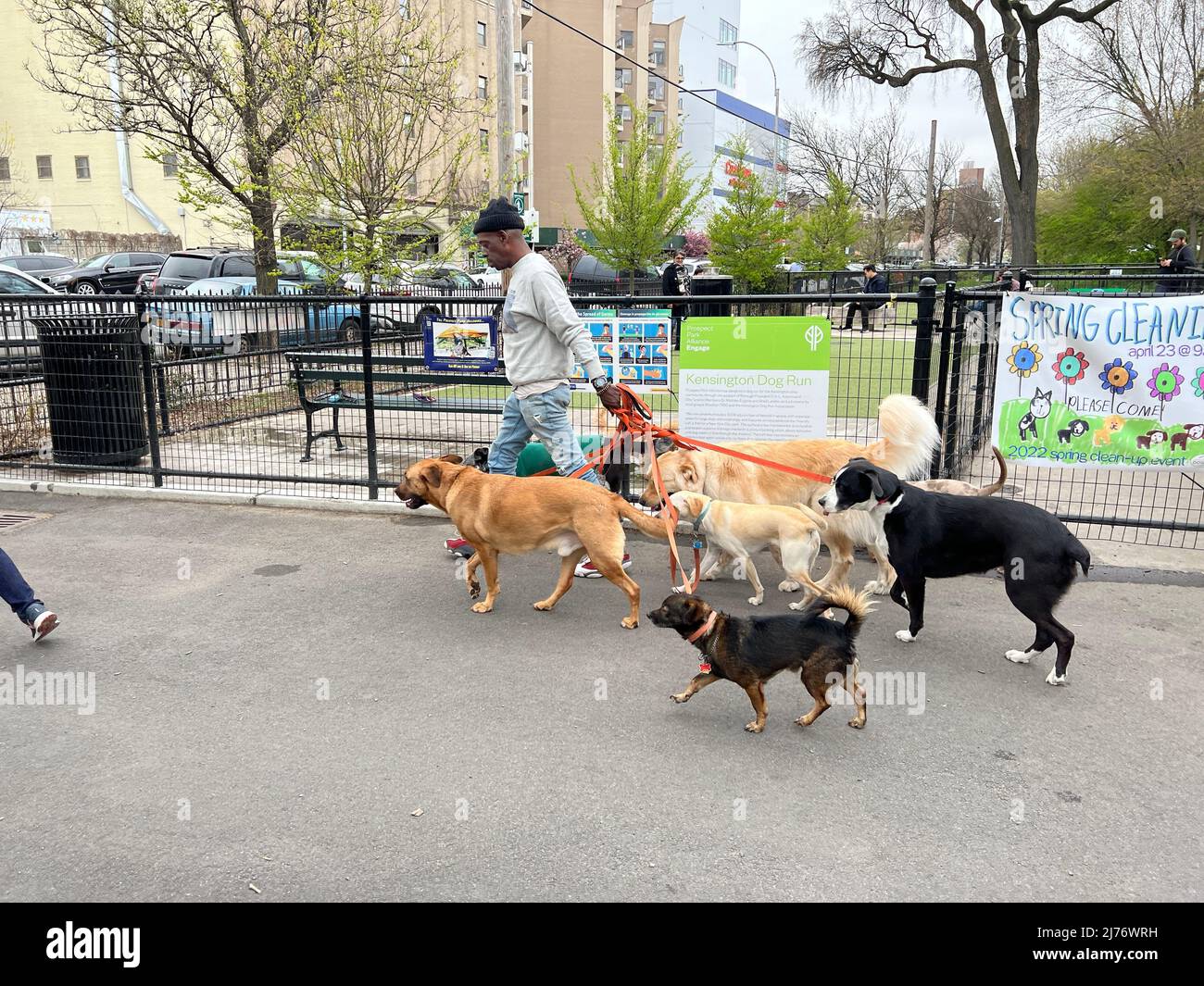 Professional dog walker and trainer leaving a dog run at the Parade