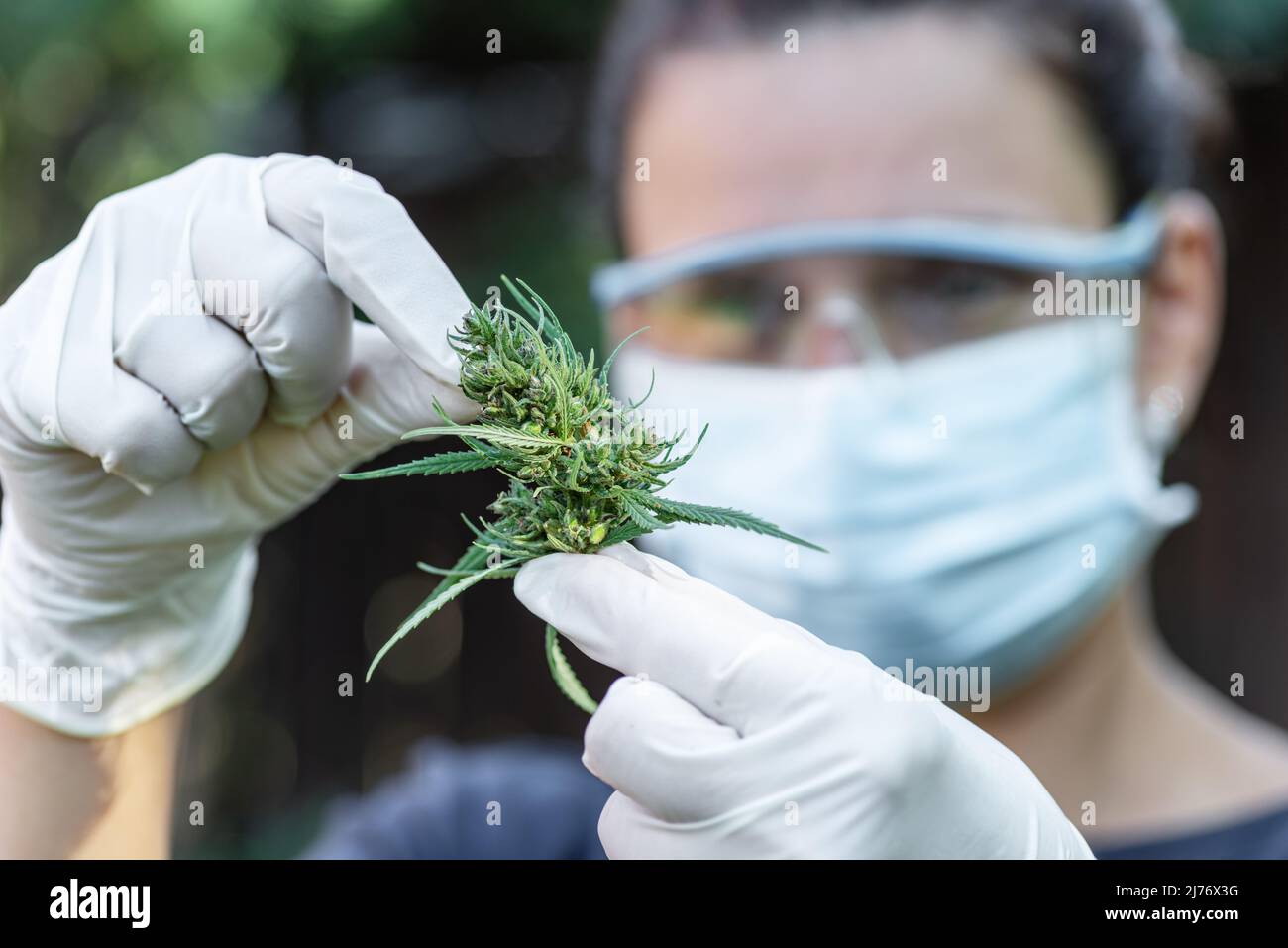 Greenhouse assistant in protective clothing checks the readiness of cannabis plant. Stock Photo
