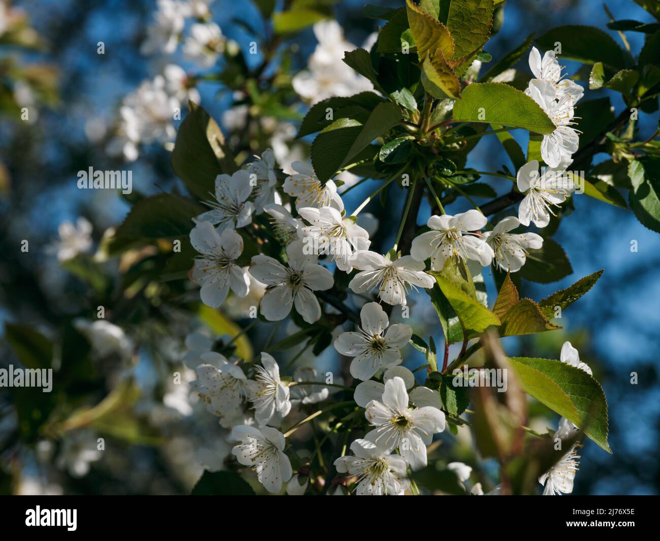 Cherry blossoms on a branch of a cherry tree. Close up. Stock Photo