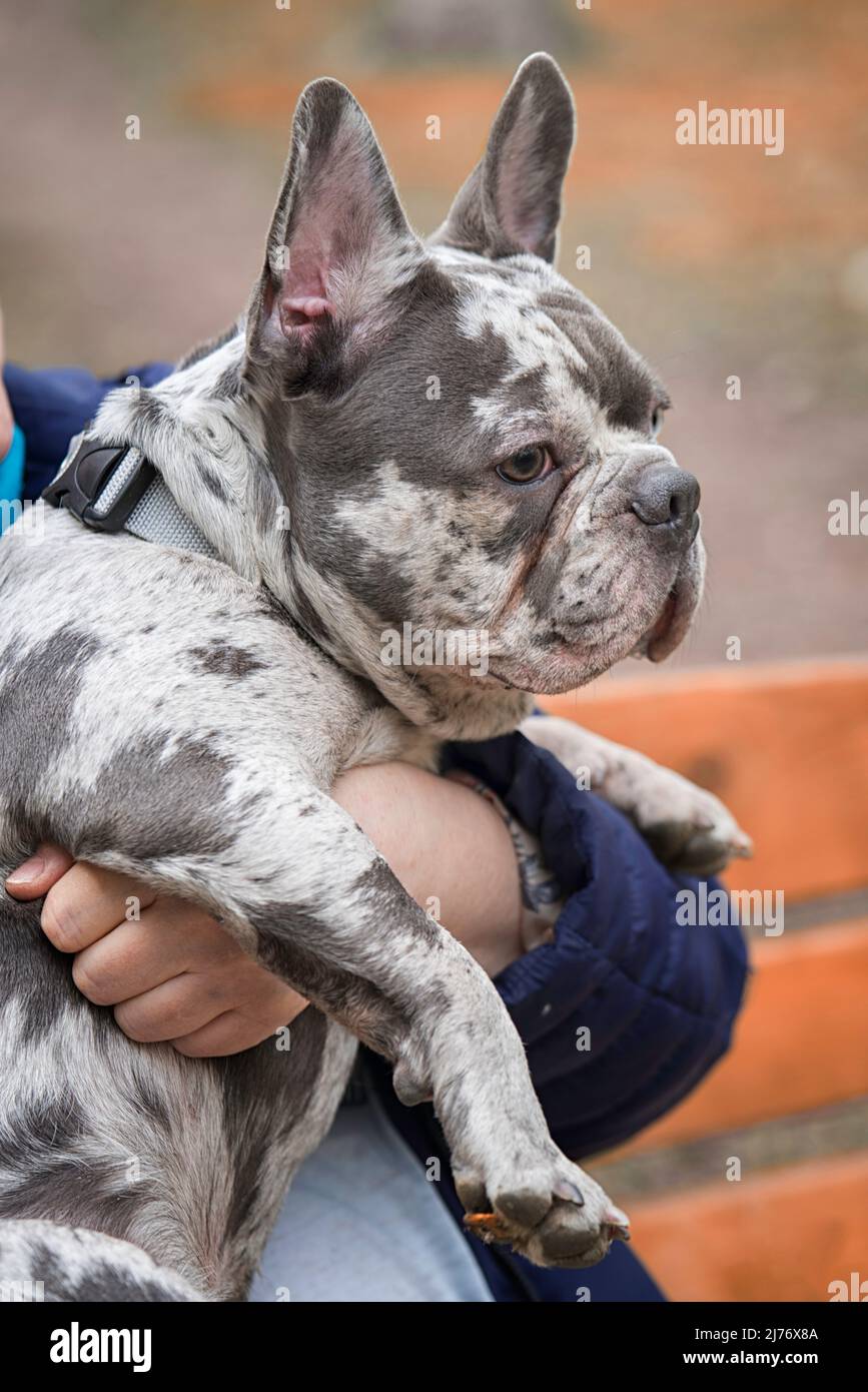 French brindle blue bulldog sits on hands closeup Stock Photo