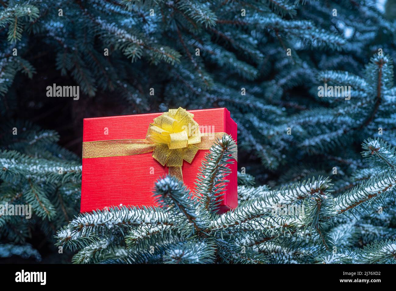 Red box-gift on fir branches on Christmas Eve and New Years Eve. Stock Photo