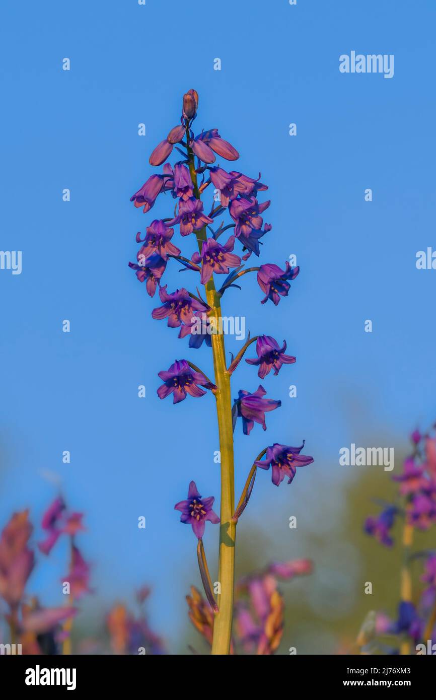 Spanish bluebell flowers Stock Photo