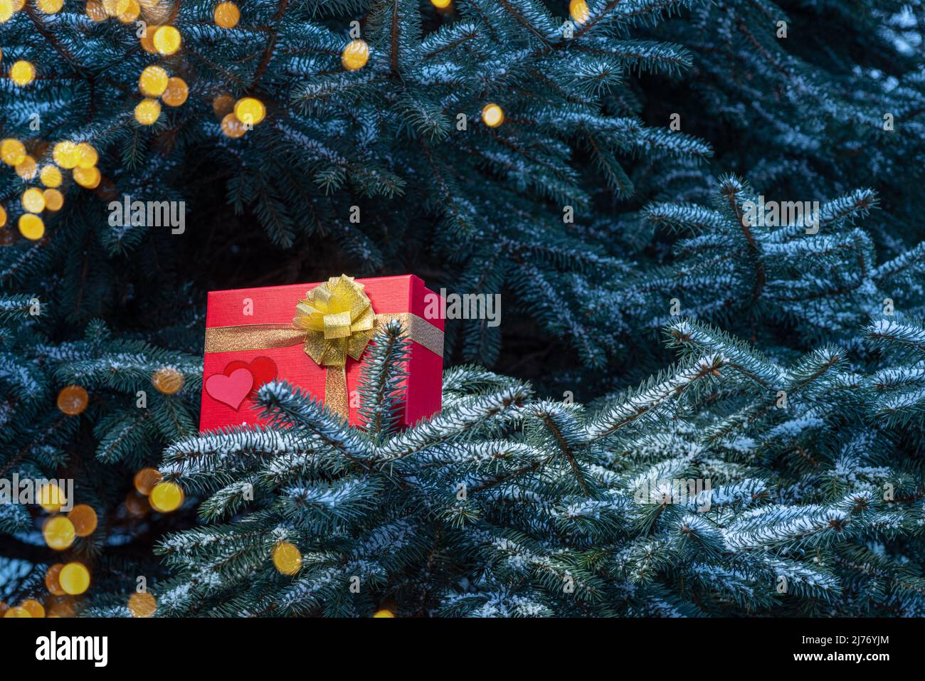 Red box-gift for Valentine's Day with hearts on fir branches. Stock Photo