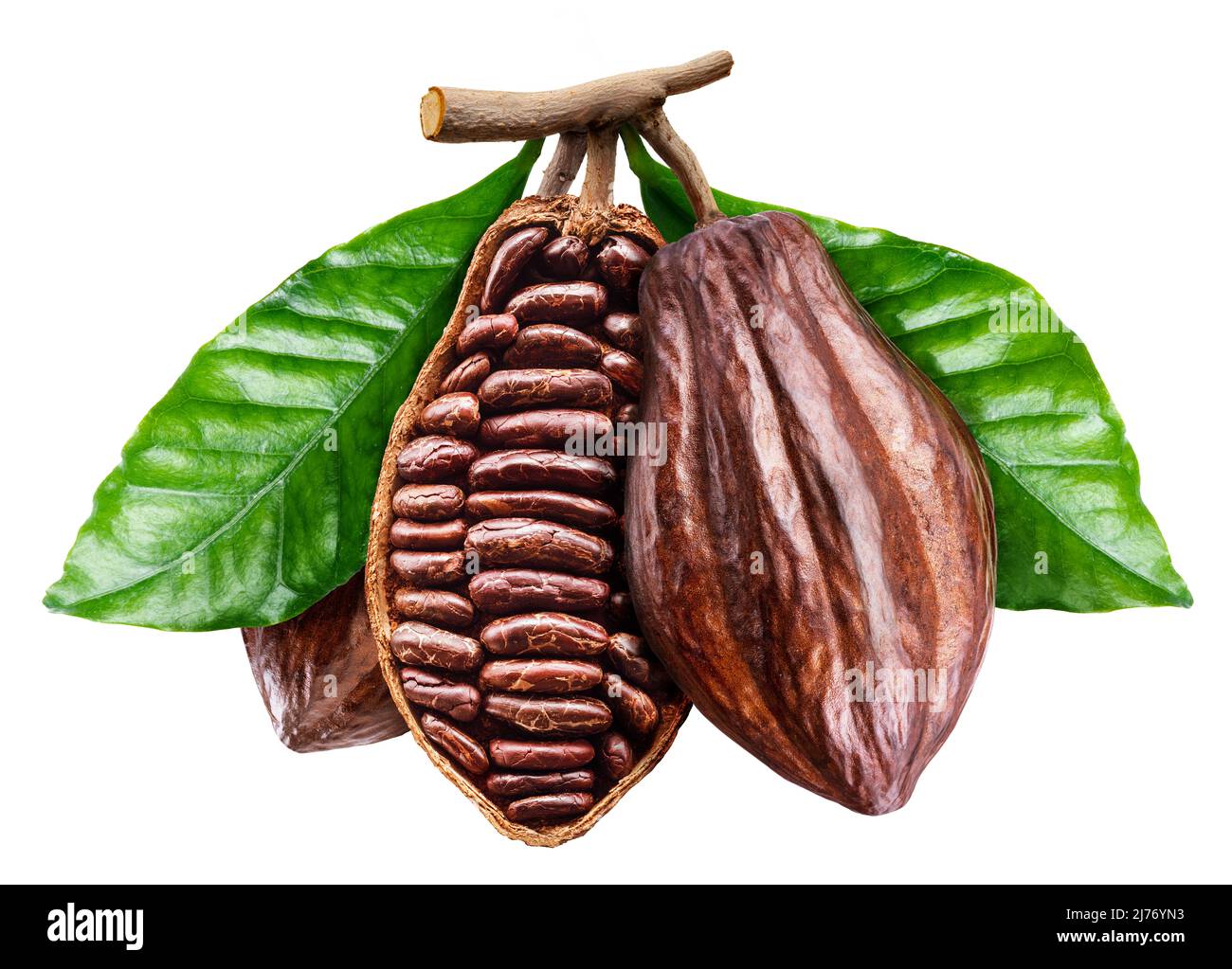 Perfect opened cocoa pod with cocoa beans. File contains clipping path