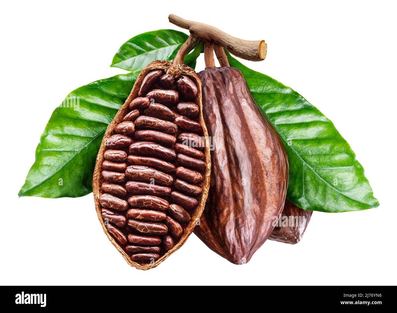 Perfect opened cocoa pod with cocoa beans. File contains clipping path