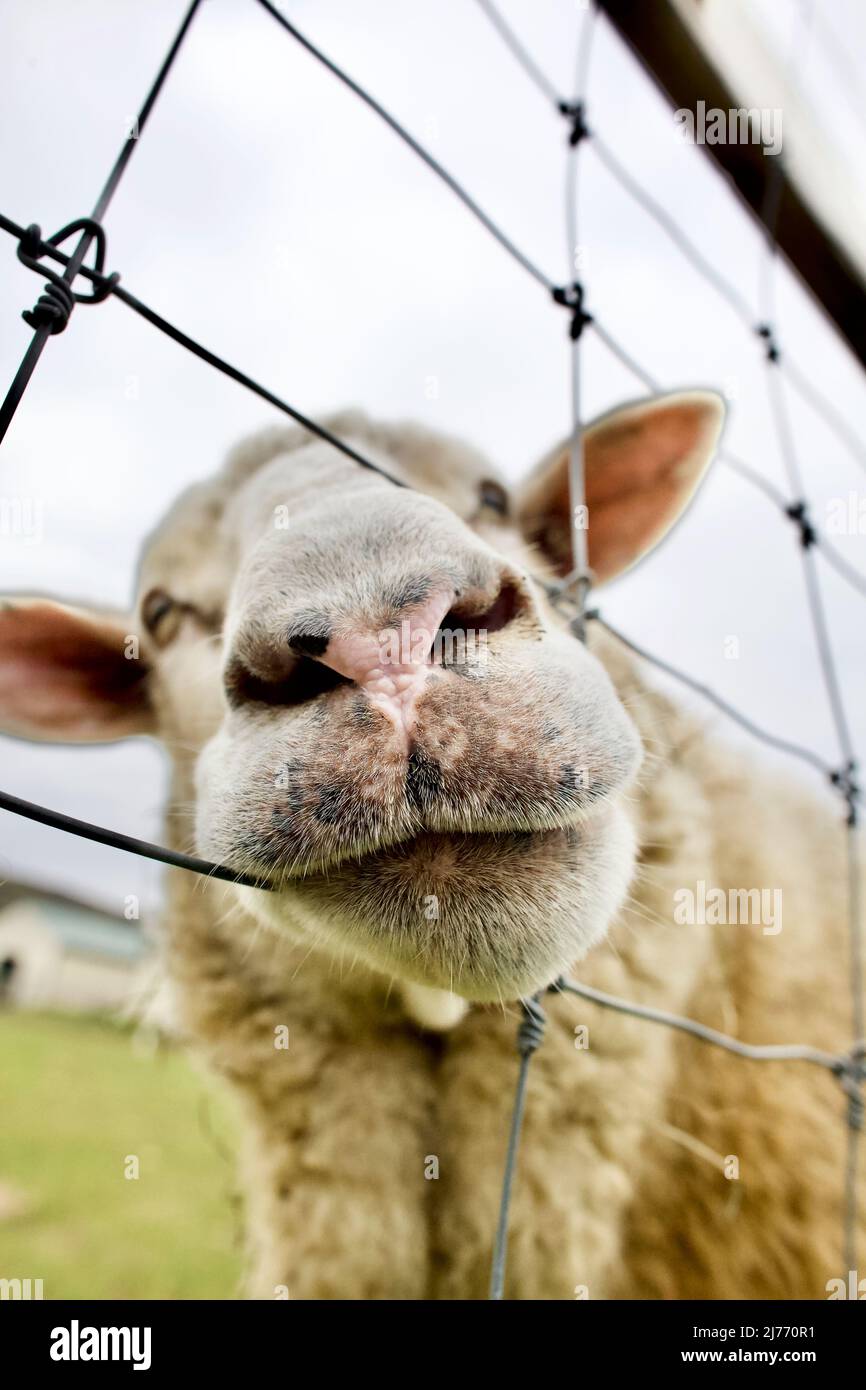 Humorous photograph of sheep sticking nose through fence at Valley Shepherd Creamery is a unique farm experience in New Jersey, USA. Stock Photo