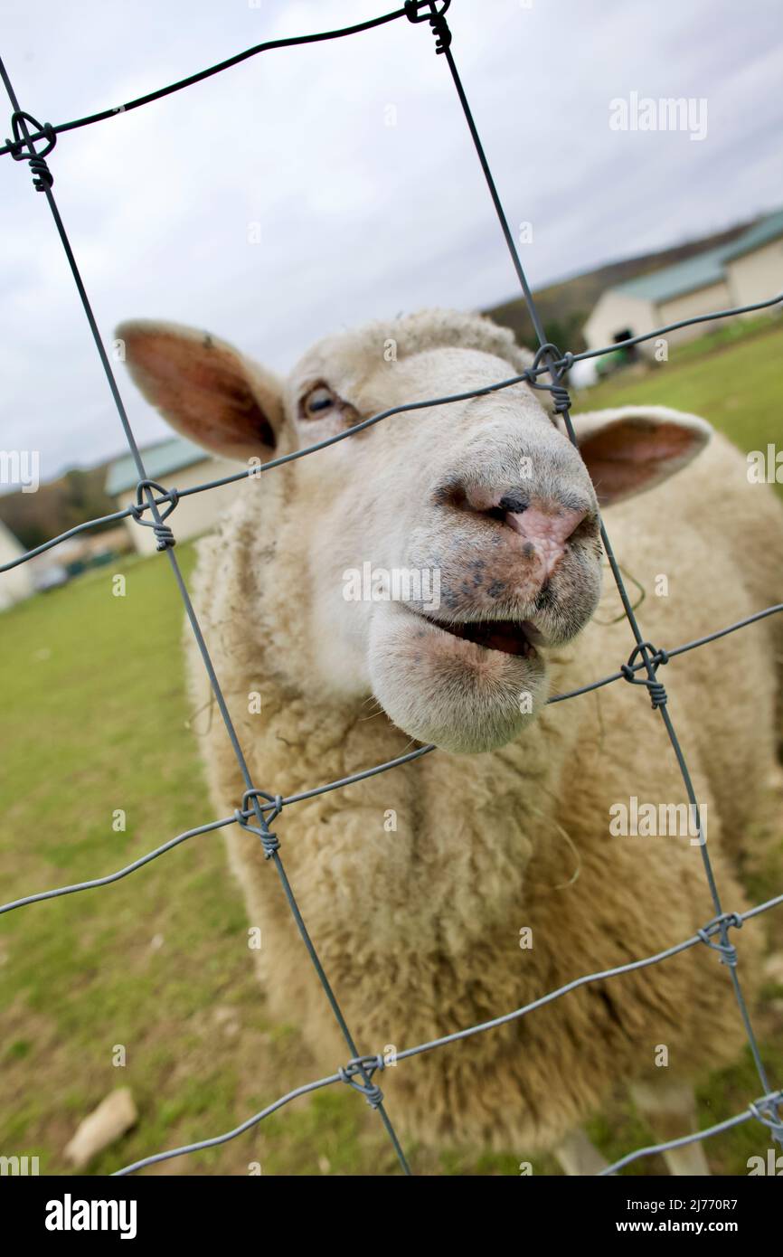 Humorous photograph of sheep sticking nose through fence at Valley Shepherd Creamery is a unique farm experience in New Jersey, USA. Stock Photo