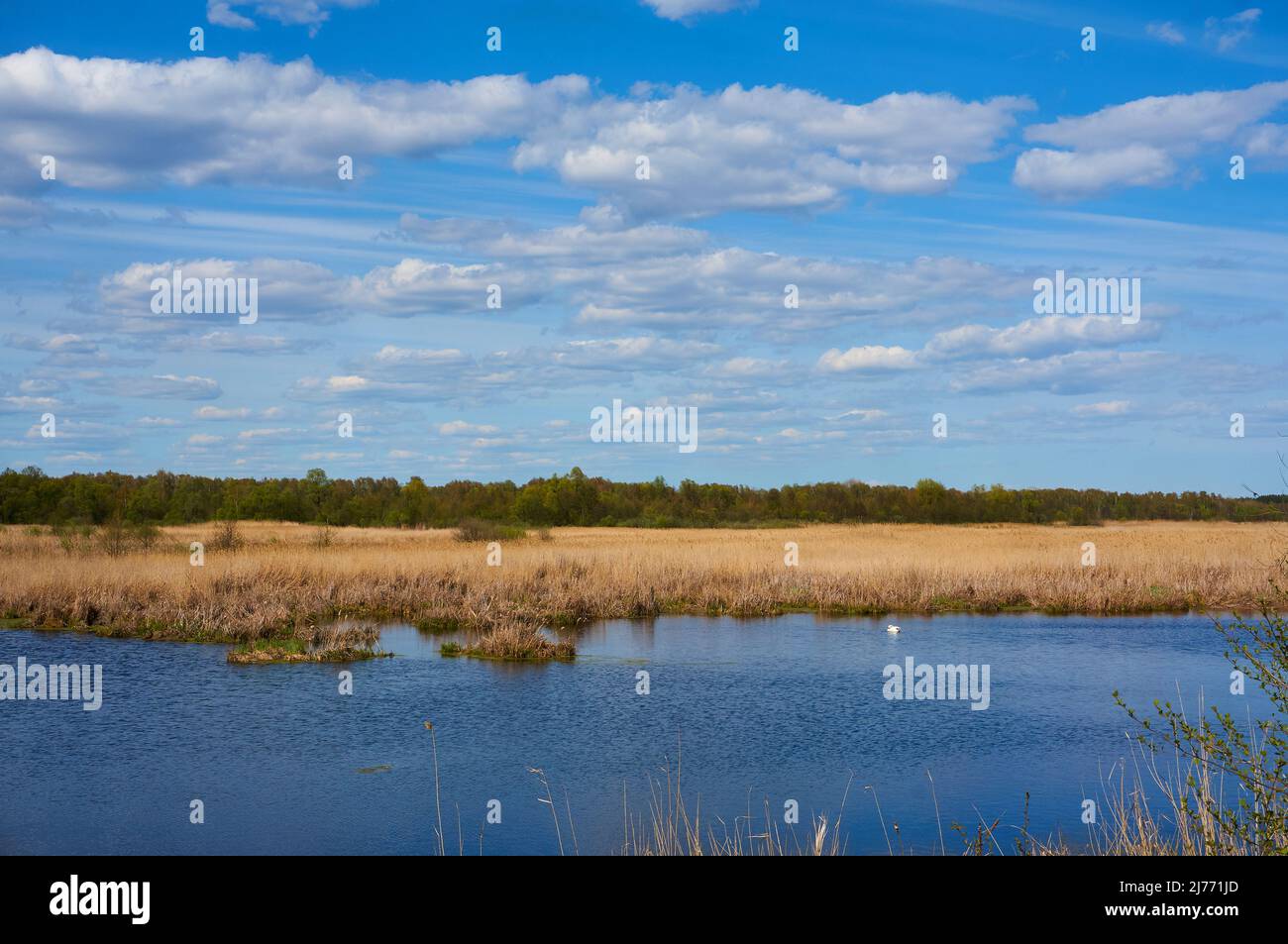 The nature of the central part of Russia. A small river flows in the forest. There are cirrus clouds in the sky. Quiet natural beauty Stock Photo