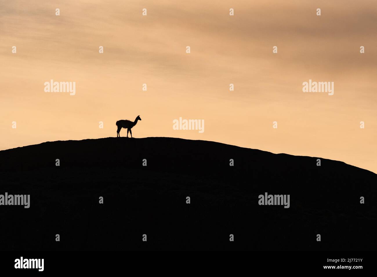 A lone Guanaco walking over a hill in South Chile Stock Photo