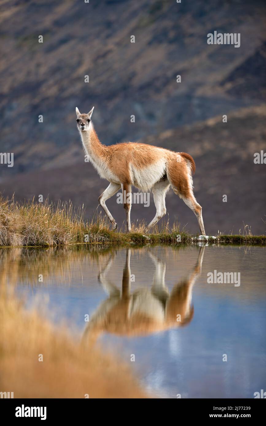 A Guanaco and its reflection near Torres del Paine NP Stock Photo