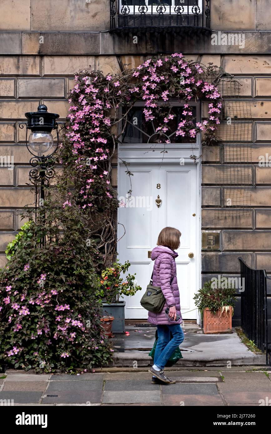 A woman wearing a matching acket walks by a pink clematis in Edinburgh's New Town. Stock Photo