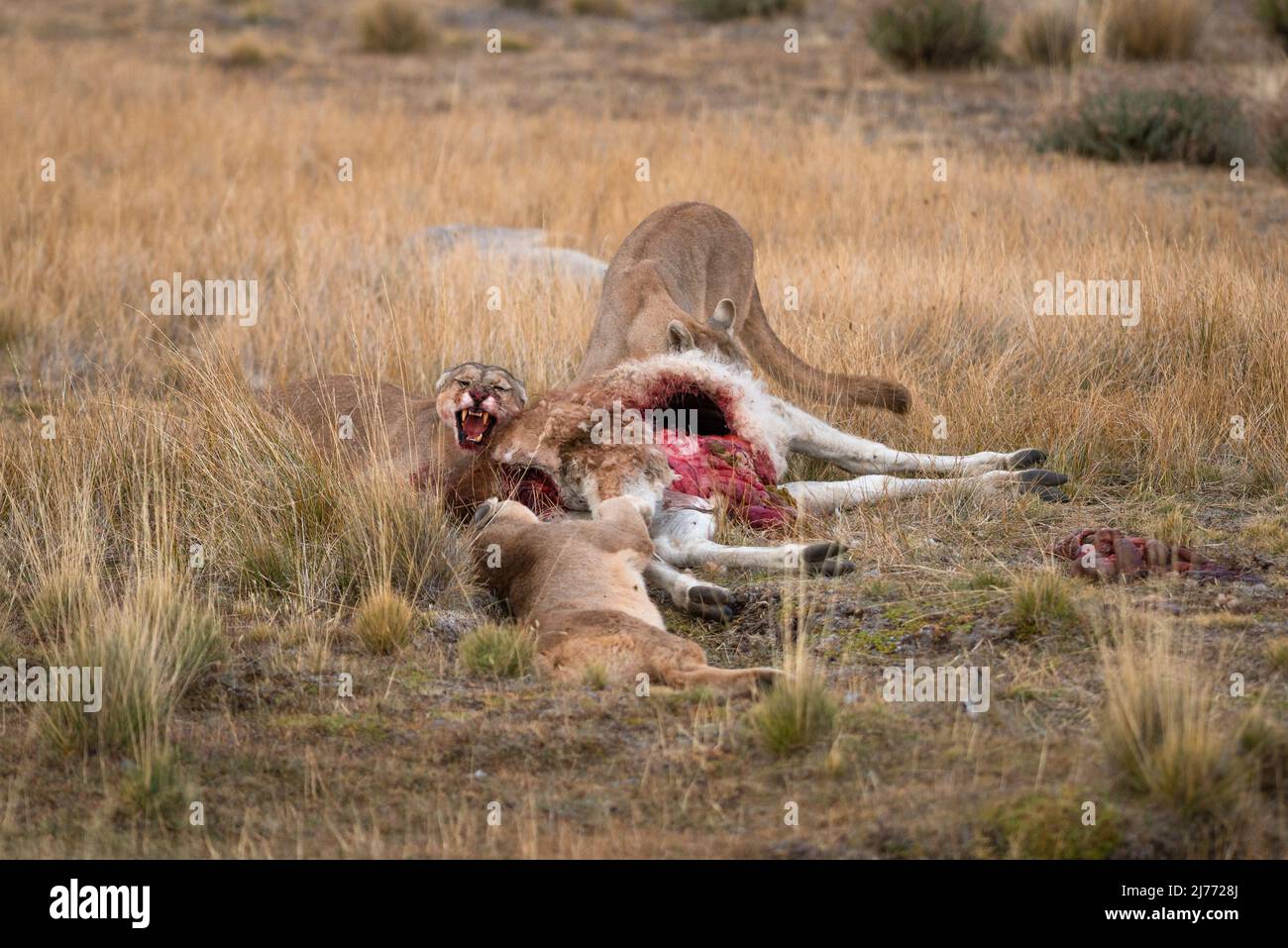 Puma feeding on a Guanaco carcass, Chile Stock Photo