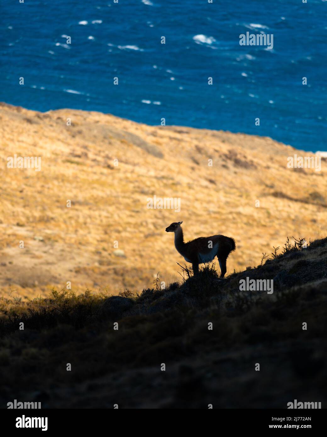 A Guanaco in Torres del Paine, Chile Stock Photo