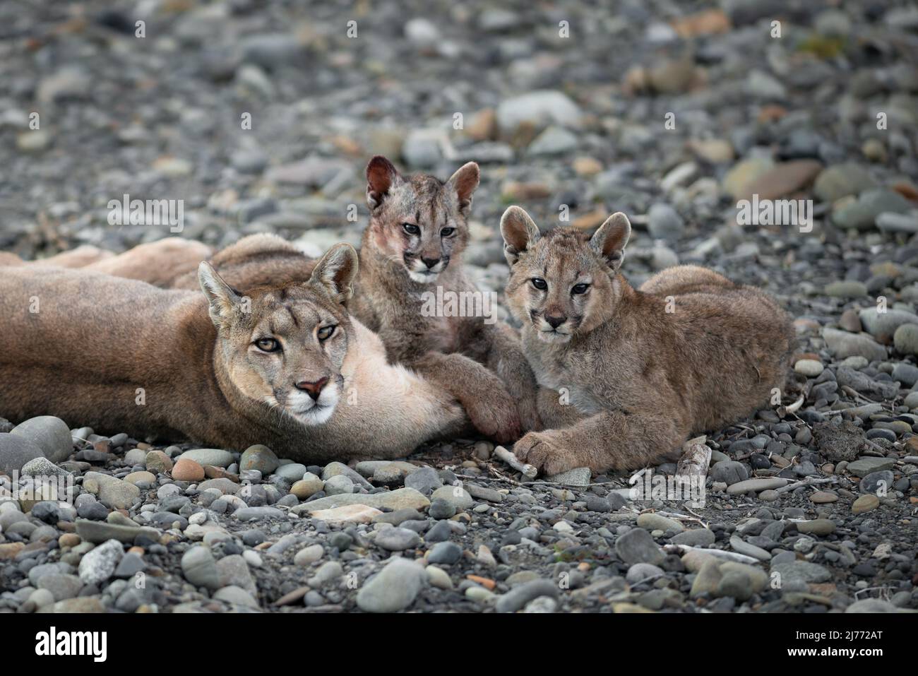A Puma family near Torres del Paine, Chile Stock Photo