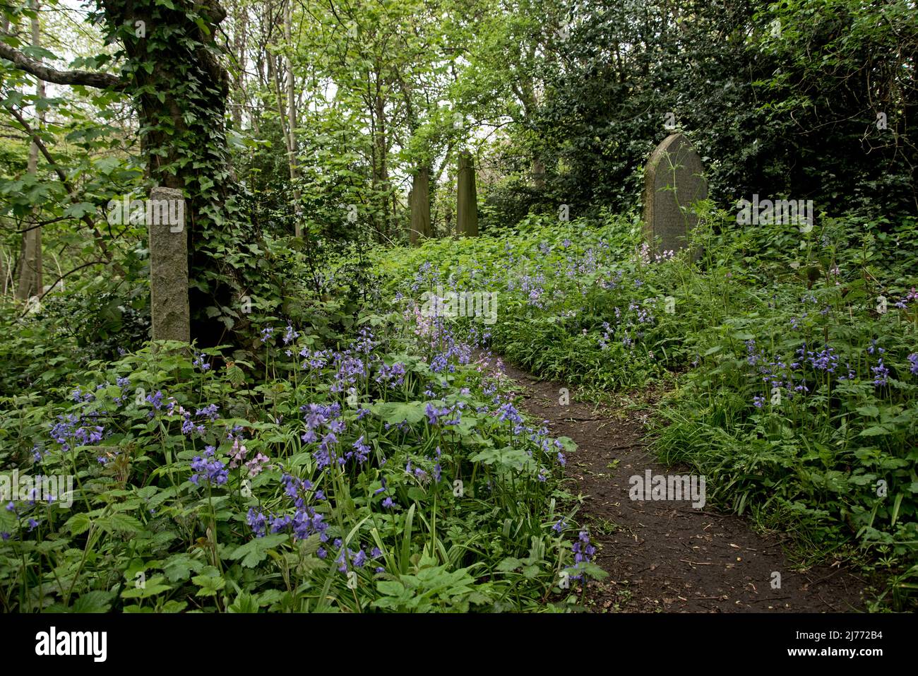 Bluebells growing in an overgrown and neglected cemetery in Edinburgh, Scotland, UK. Stock Photo