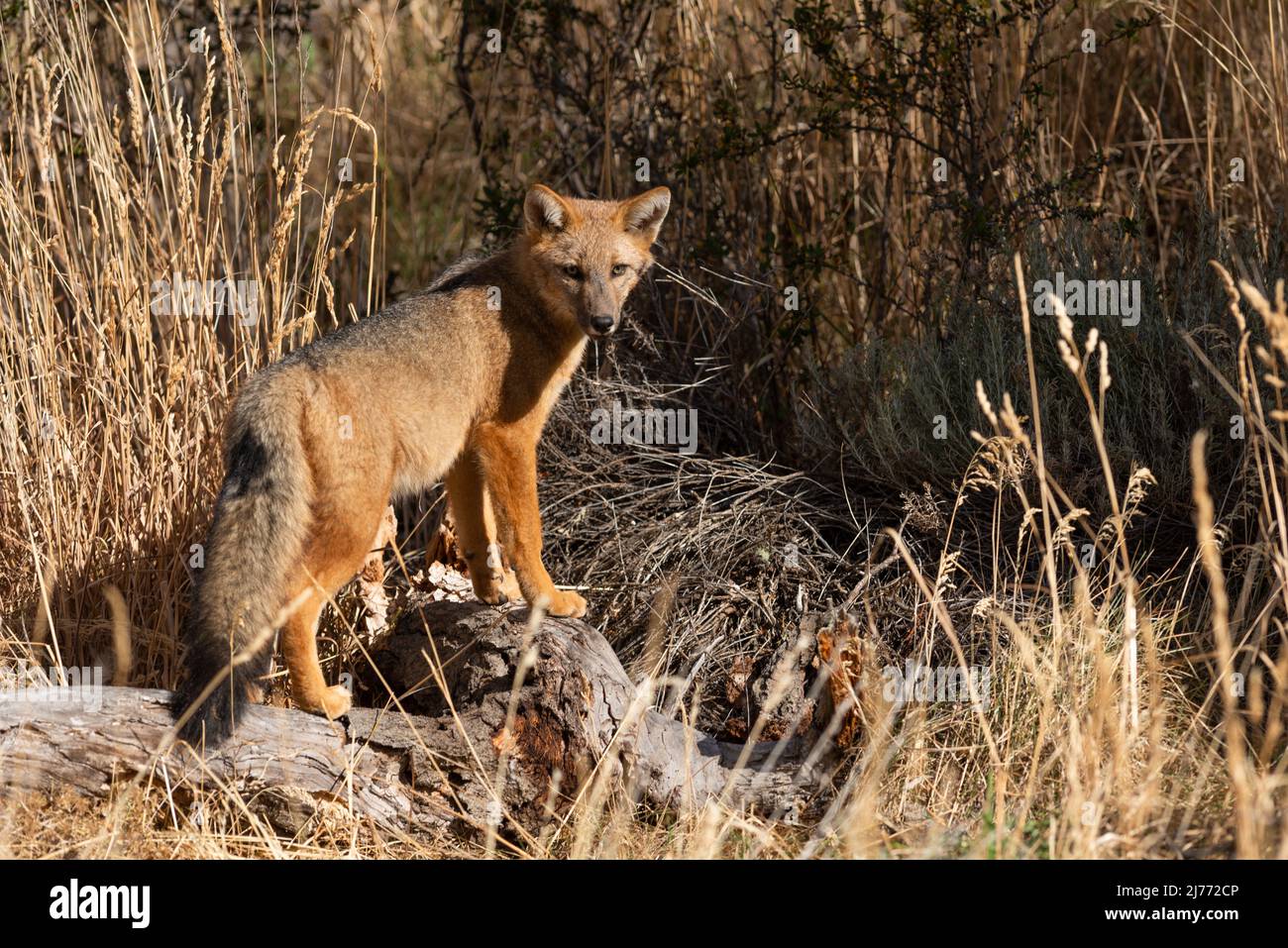 A Culpeo Fox in Torres del Paine NP Stock Photo