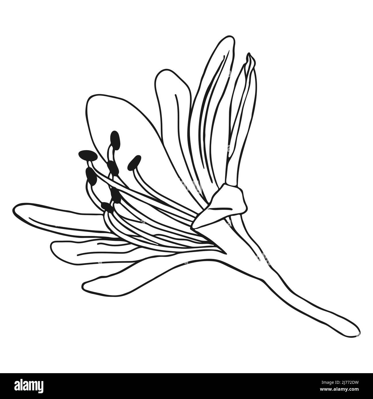 Beautiful lily flower sketch. Doodle lily sketch. Simple hand drawing of a flower. Black outline. Vector illustration. Stock Vector