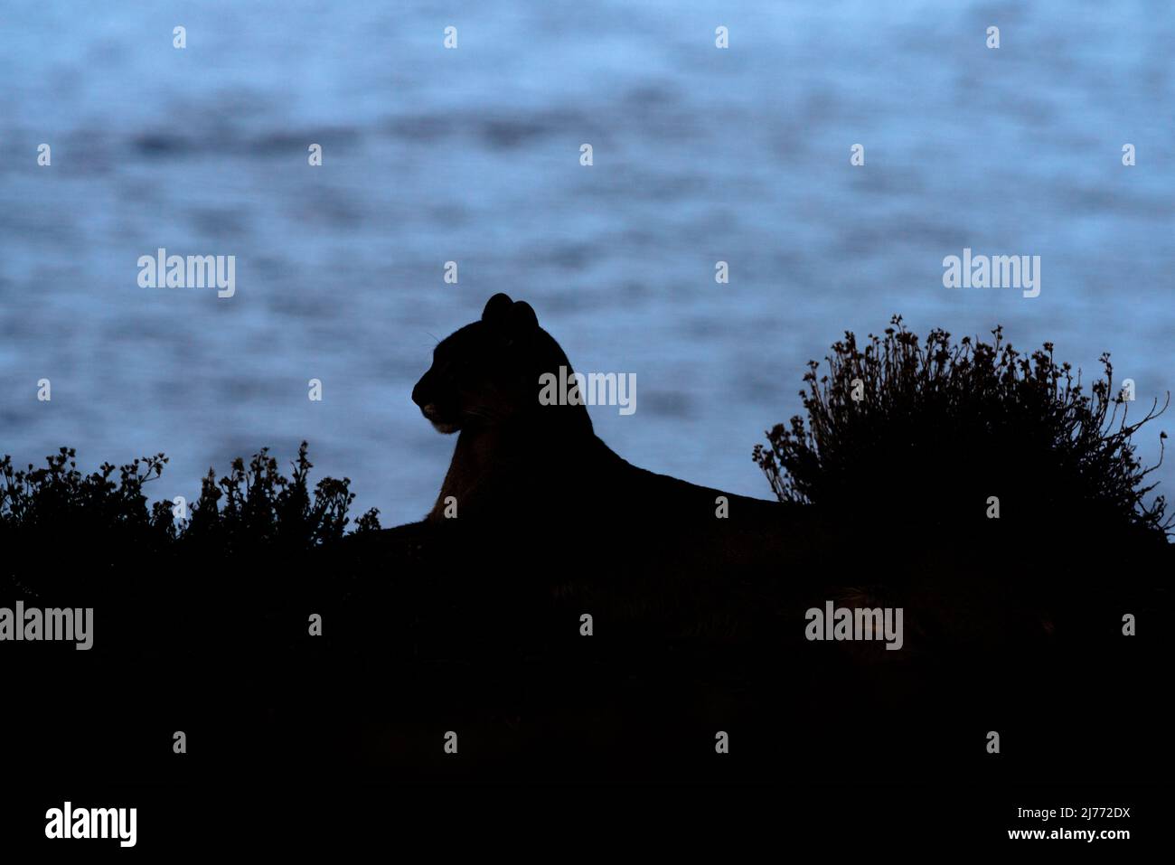 A Puma silhouetted against a river at dusk, Chile Stock Photo