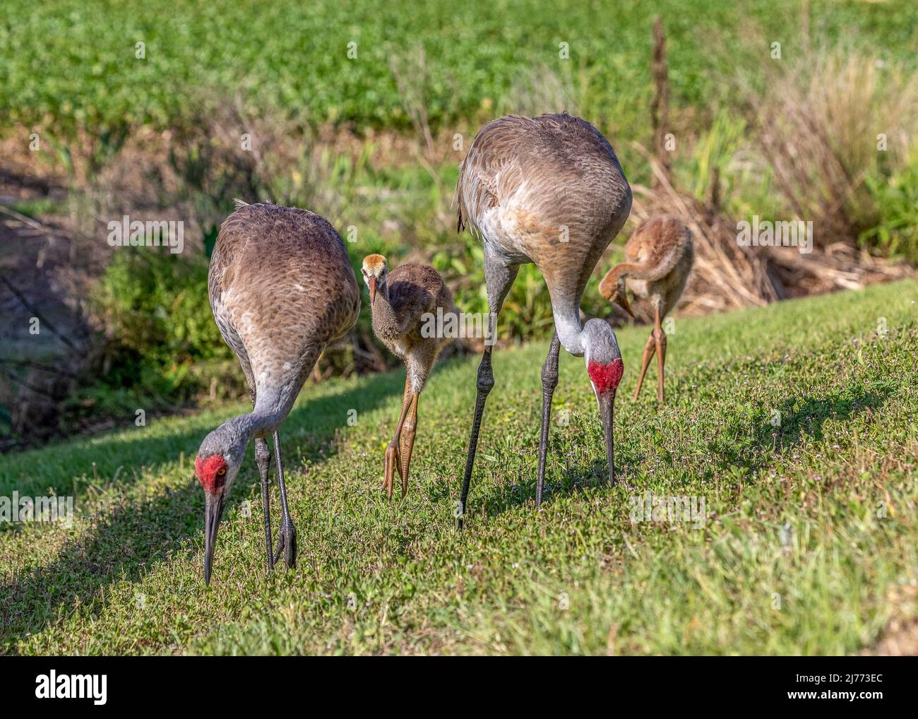 A family of Sanhill cranes feeding along the ponds at Sweetwater wetlands park in Gainesville, Florida Stock Photo