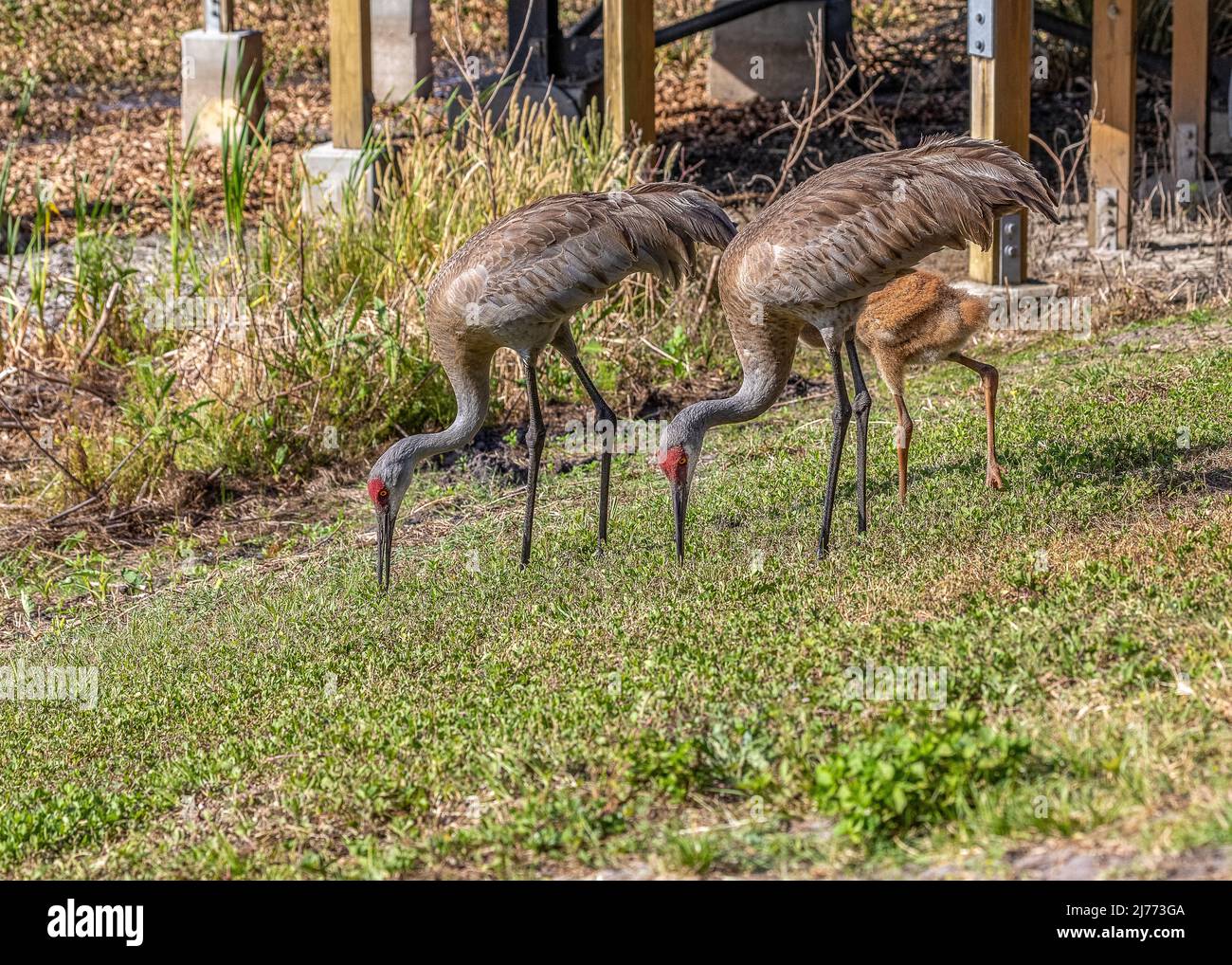 Sandhill crane helping it's young colt hunt to worms to eat Stock Photo