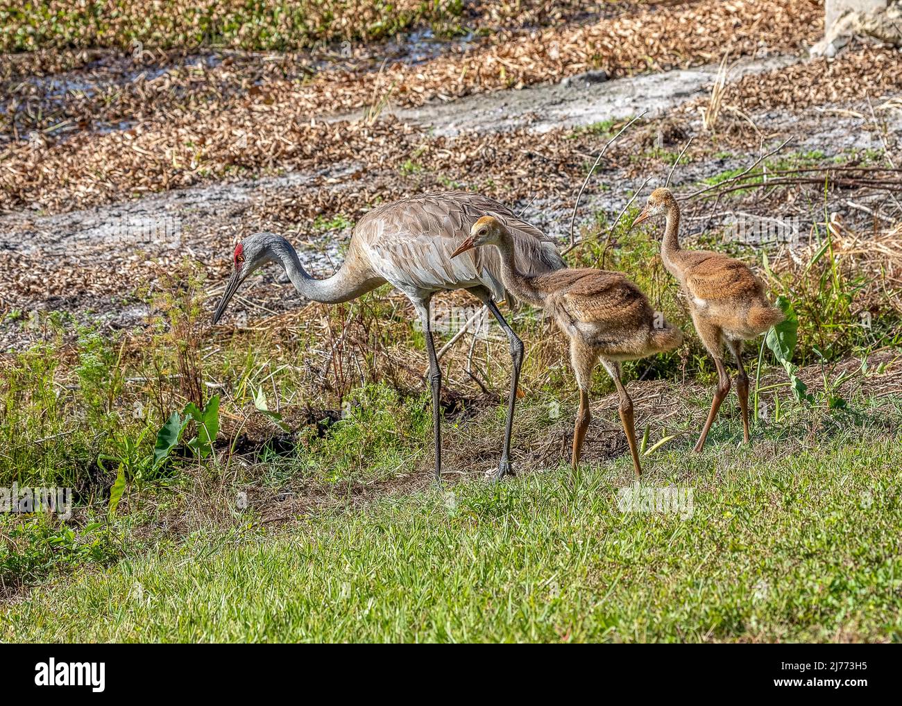 Sandhill cranes learning how to forage for food together Stock Photo