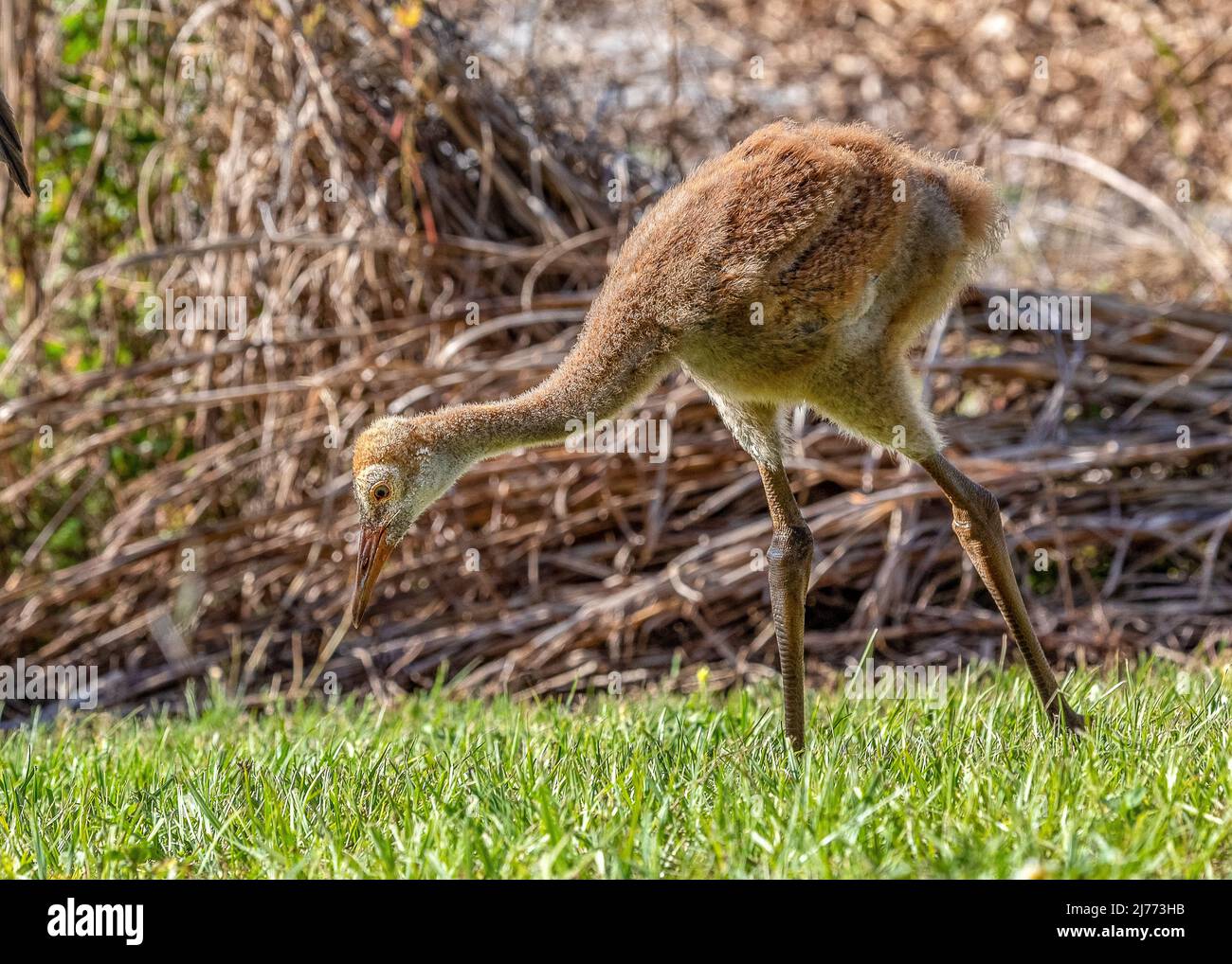 A young Sandhill crane colt learns to find food on it's own Stock Photo